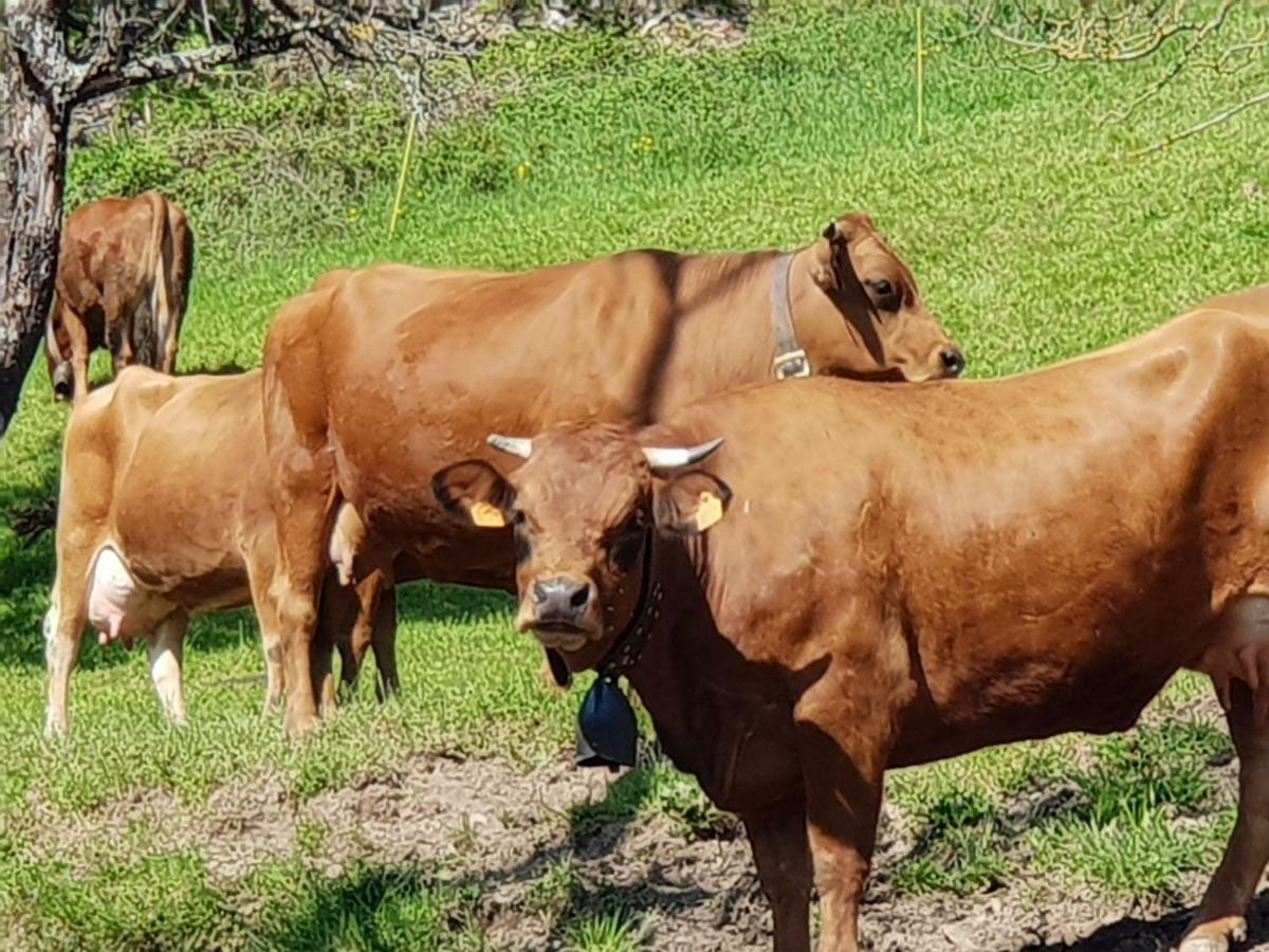 Petit Week End Dans La Vallee Breitenbach-Haut-Rhin Ngoại thất bức ảnh