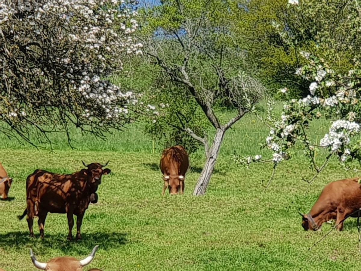 Petit Week End Dans La Vallee Breitenbach-Haut-Rhin Ngoại thất bức ảnh